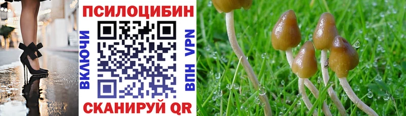где продают   Березники  Псилоцибиновые грибы Psilocybe 